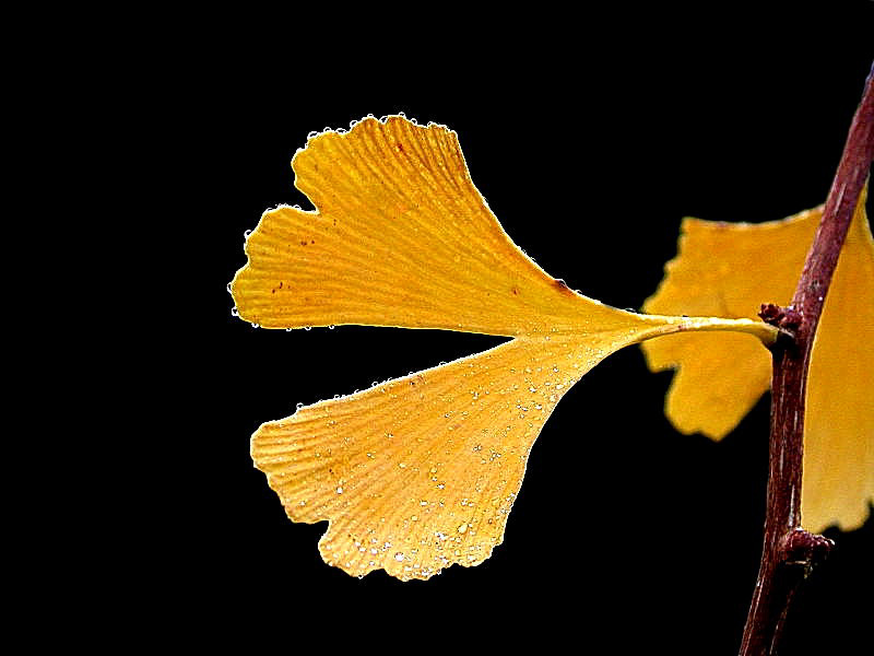 GINKGOBLATT