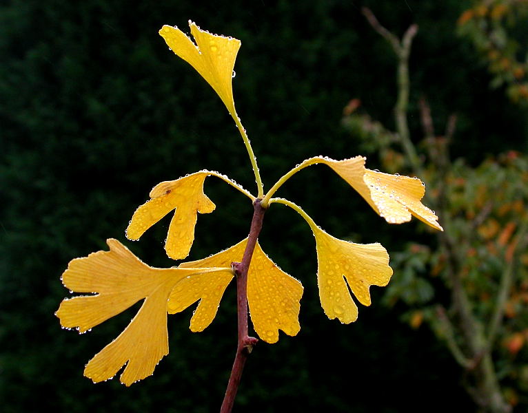 GINKGO HERBSTBLÄTTER