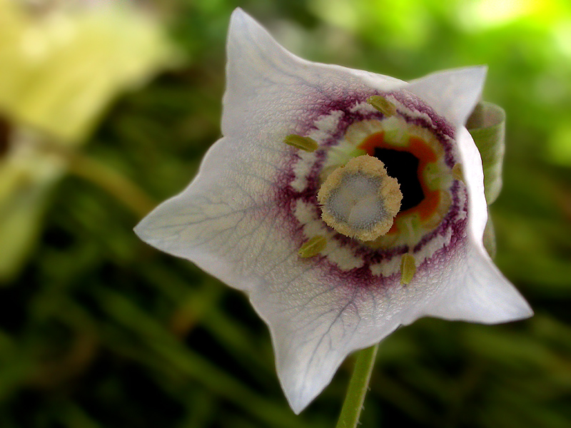 Asiatische Glockenblume