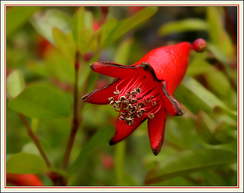 GRANATAPFELBLÜTE