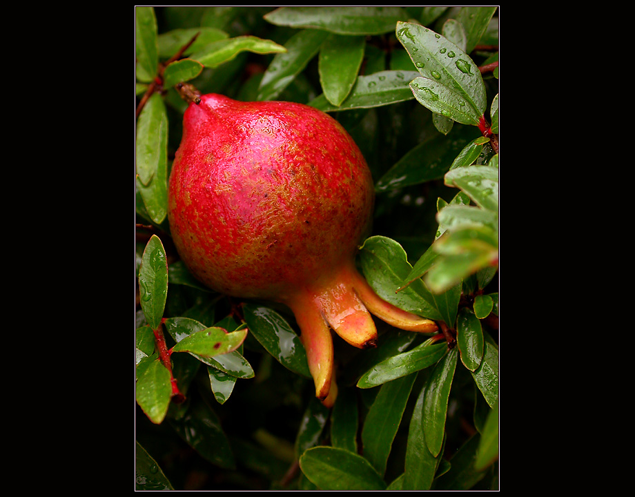 GRANATAPFEL-FRUCHT ...