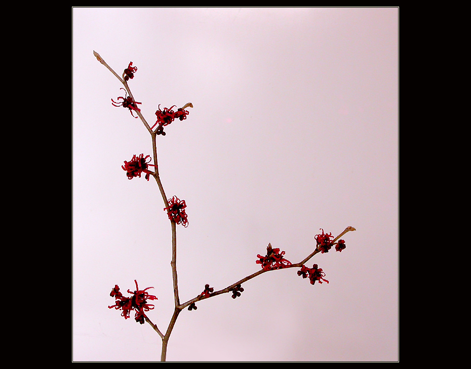 HAMAMELIS INTERMEDIA 'DIANE'