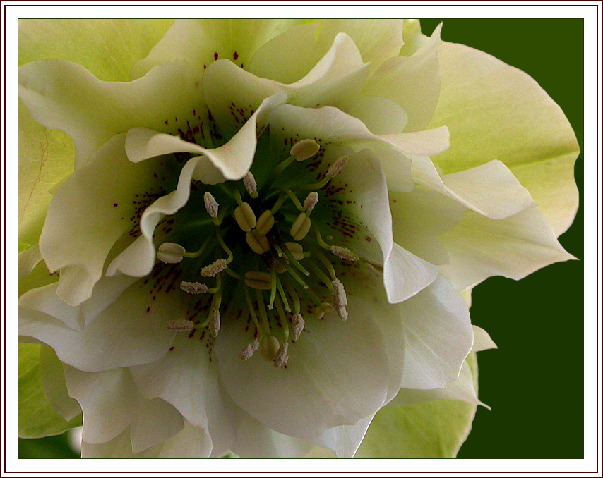 GEFÃœLLTE HELLEBORUS 2