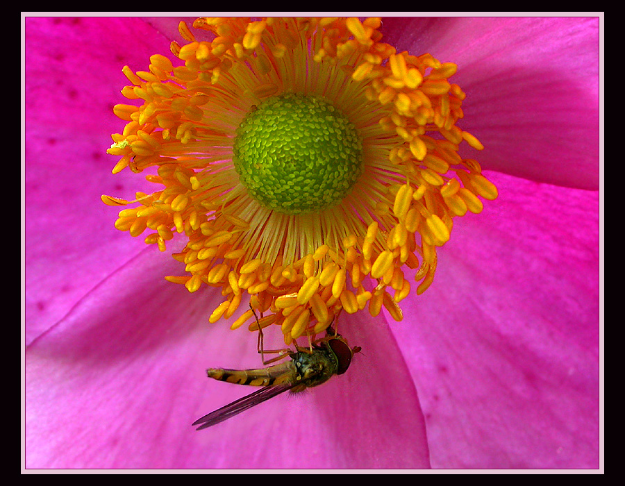 FRÜHER HERBSTBLÜHER