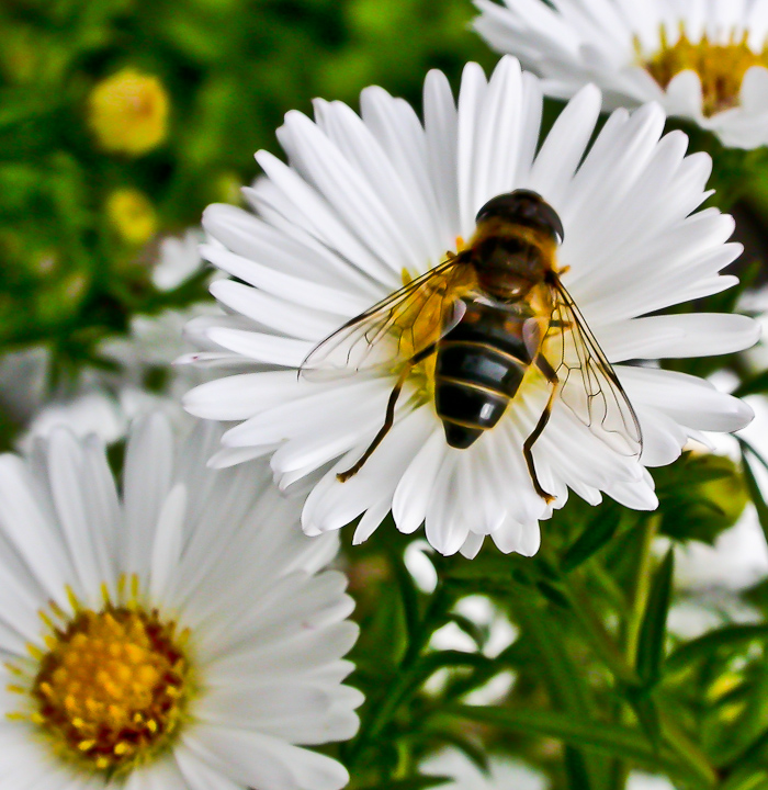 KLEINE KEILFLECKSCHWEBFLIEGE im HERBSTSCHNEE ...