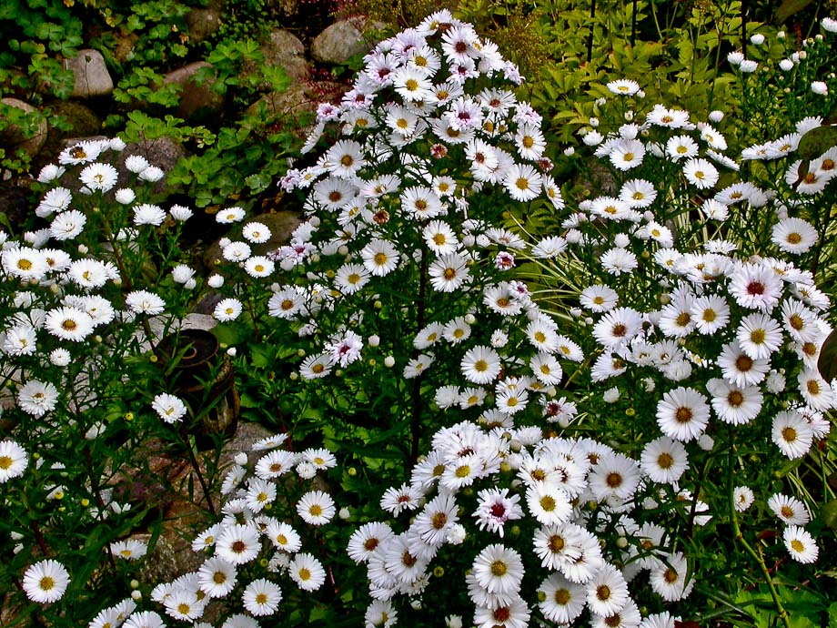 WEISSE HERBSTASTERN ...