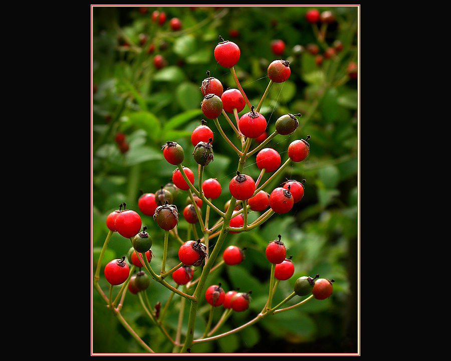 HERBST-GRUSS