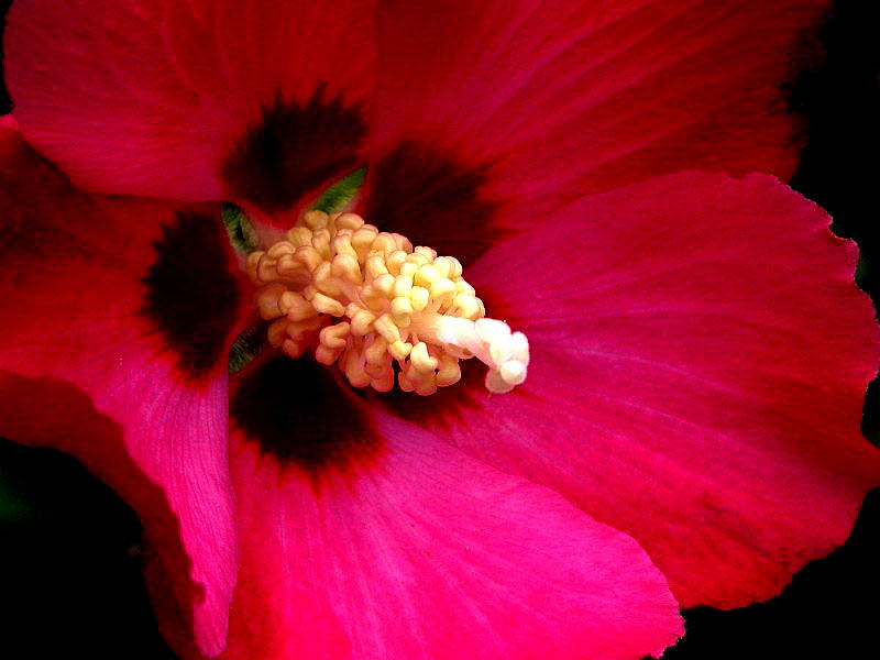 HIBISCUS