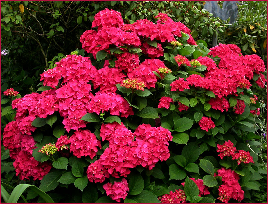 SOMMERLICHE BAUERNHORTENSIE