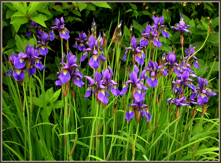 WIESENIRIS