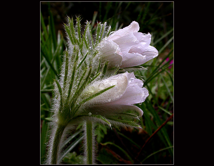 OSTERN IM REGEN