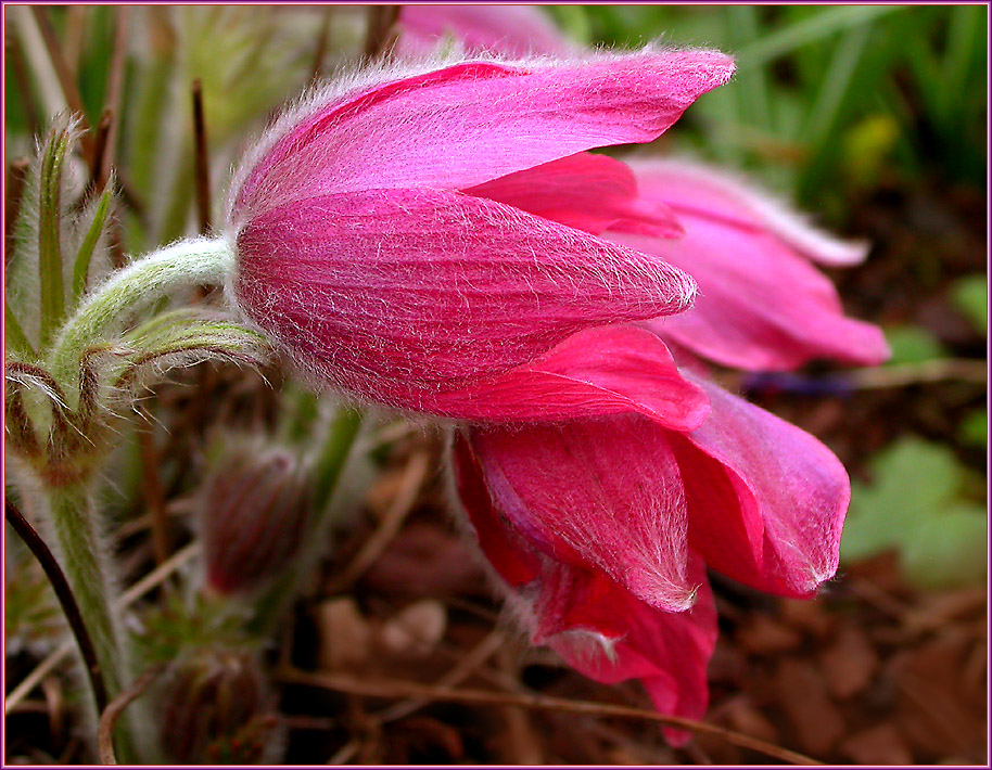 ROTE VARIANTE