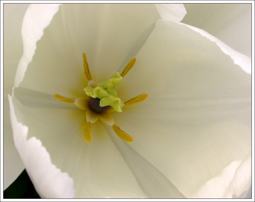 KEUKENHOF 10