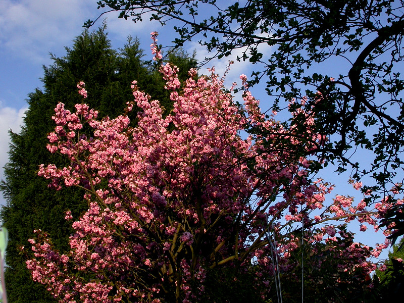 FRÜHLING 1