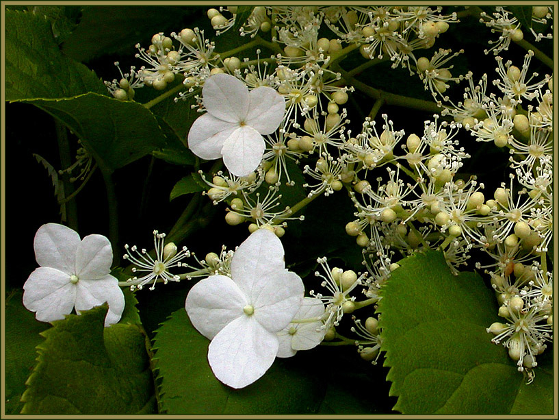 SCHEINBLÜTEN & BLÜTEN