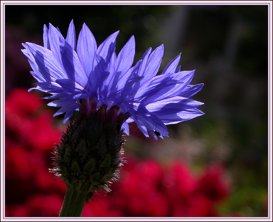 KORN-BLUMEN-BLAU