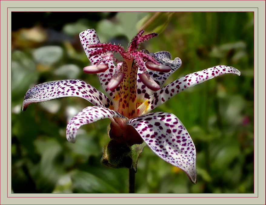 BEZAUBERNDE BLÜTE