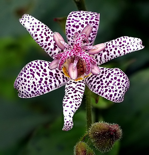 UNWIDERSTEHLICHE BLÜTE...