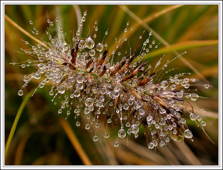 SPRÜHREGEN ...