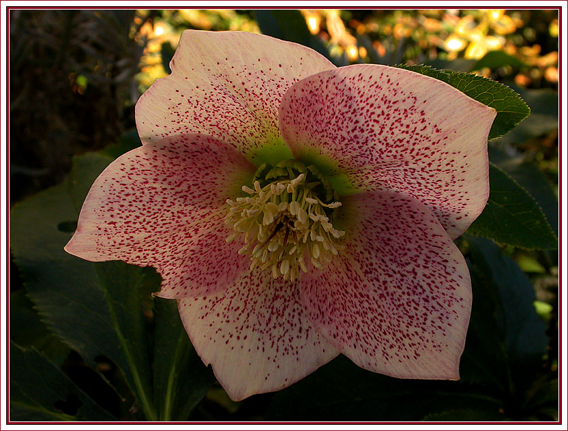 HELLEBORUS ORIENTALIS