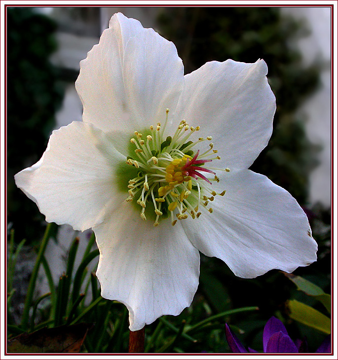 HELLEBORUS NIGER