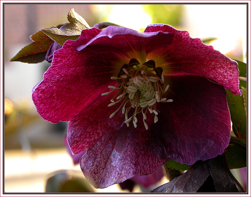 HELLEBORUS ORIENTALIS