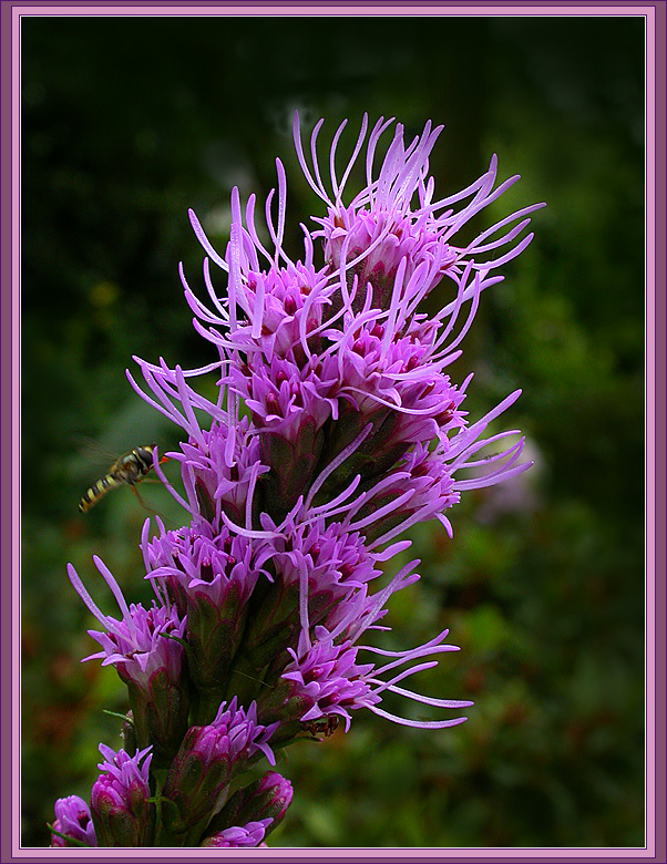 LIATRIS