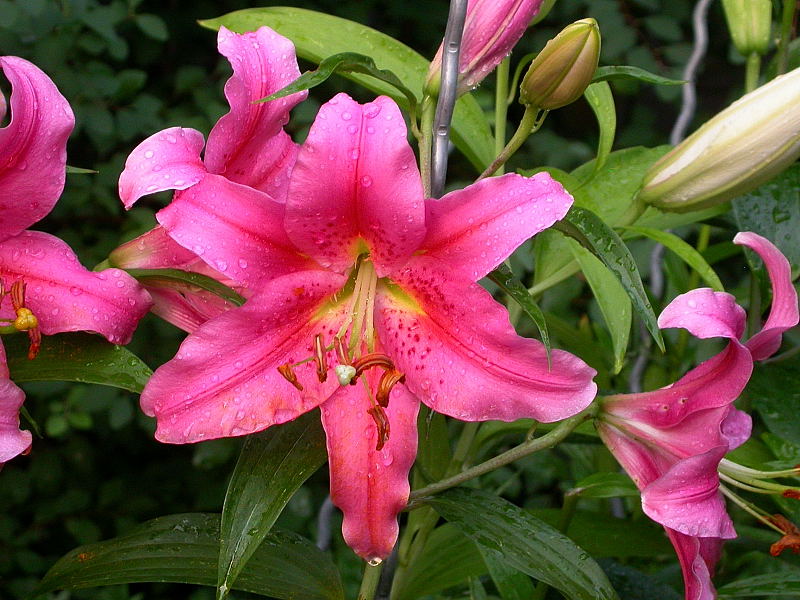 LILIENZEIT