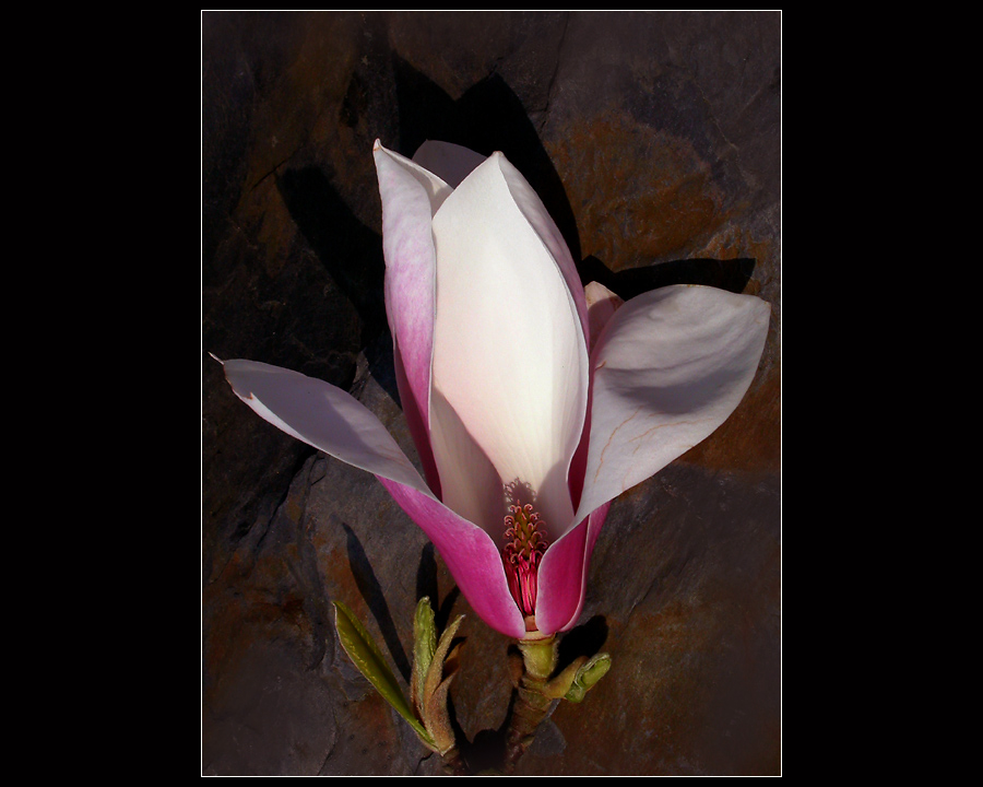 "TULPENBLÜTE"