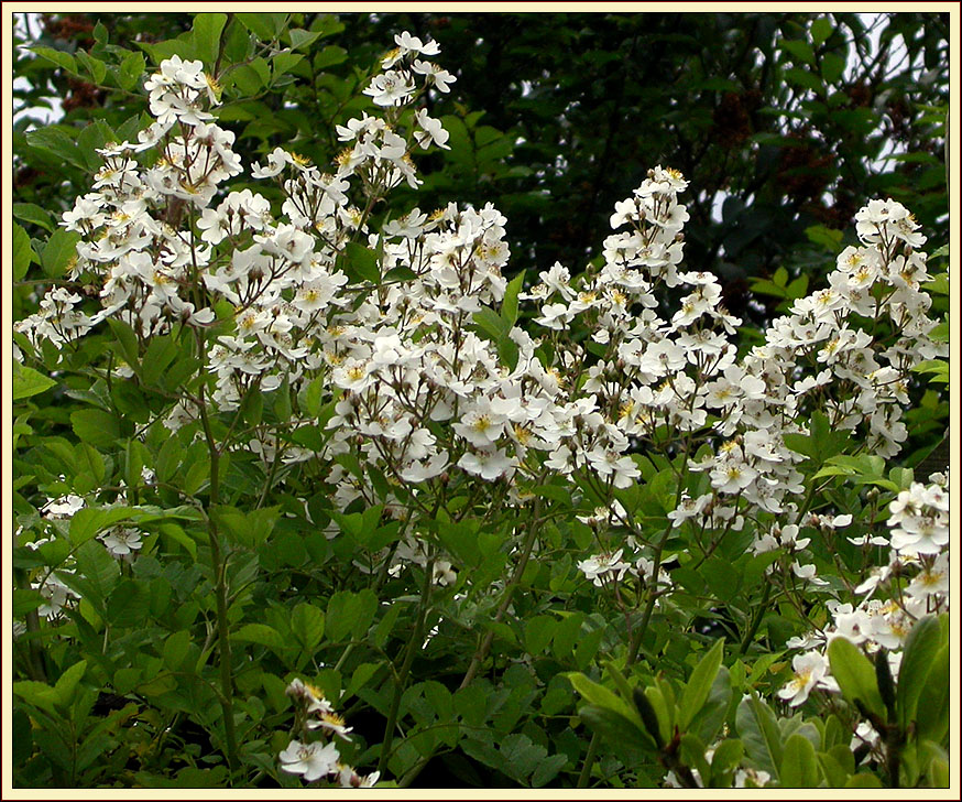 WILDROSEN-BLÜTE