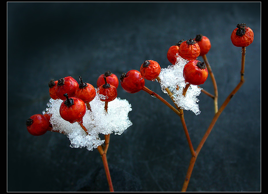 "SCHNEEBEEREN"