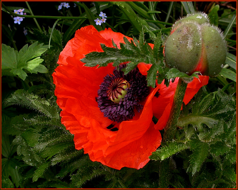 LEUCHTENDE BLÜTE