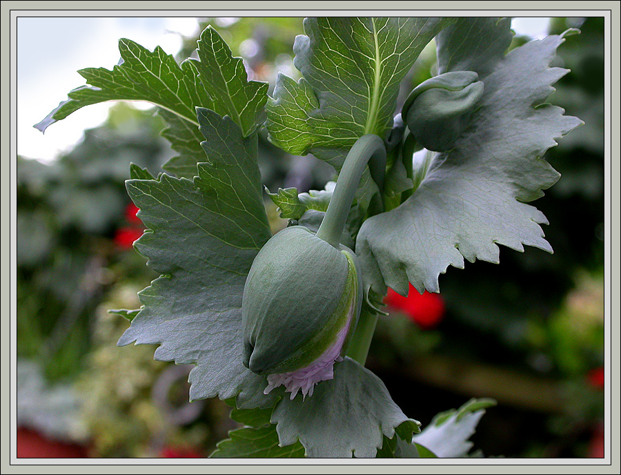 GEBURT EINER GEF?LLTEN MOHNBLÜTE