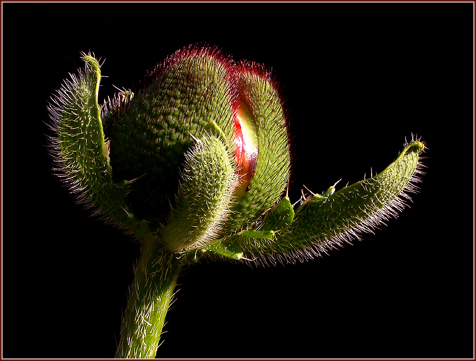 PFINGST-MOHN-KNOSPE