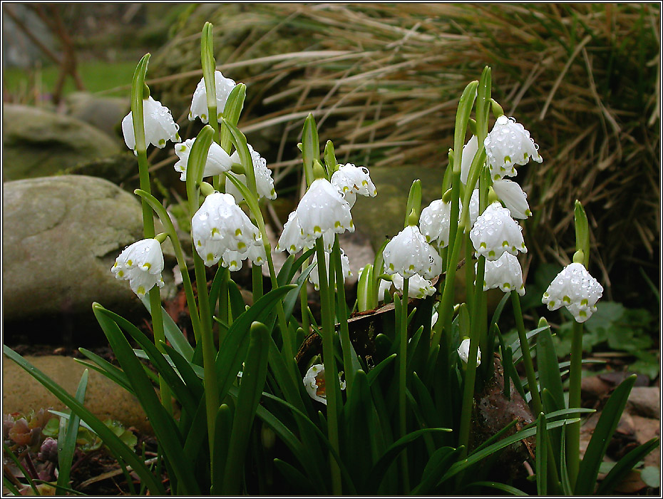 FRÜHLINGSGLOCKEN