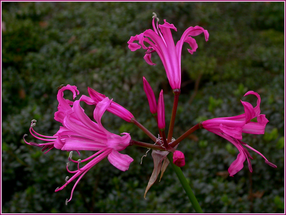 NERINE