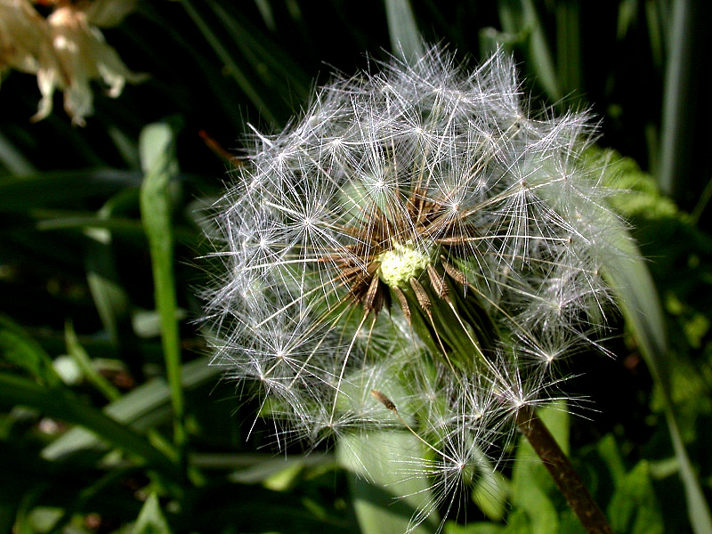 PUSTEBLUME