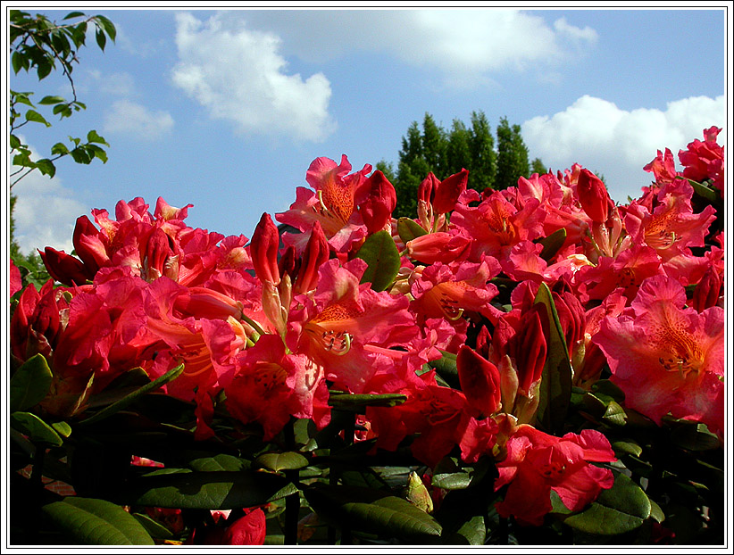 RHODODENDREN-ZEIT