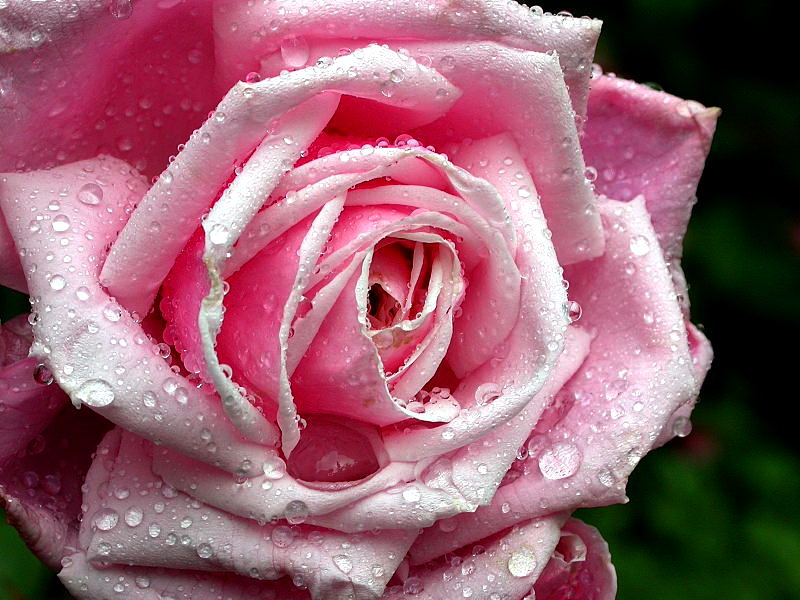 ROSE nach dem Regen