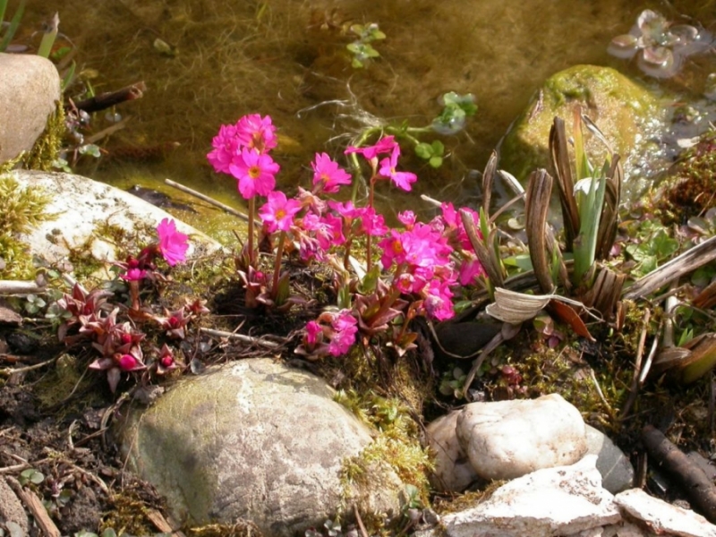 ROSENPRIMEL am Teich