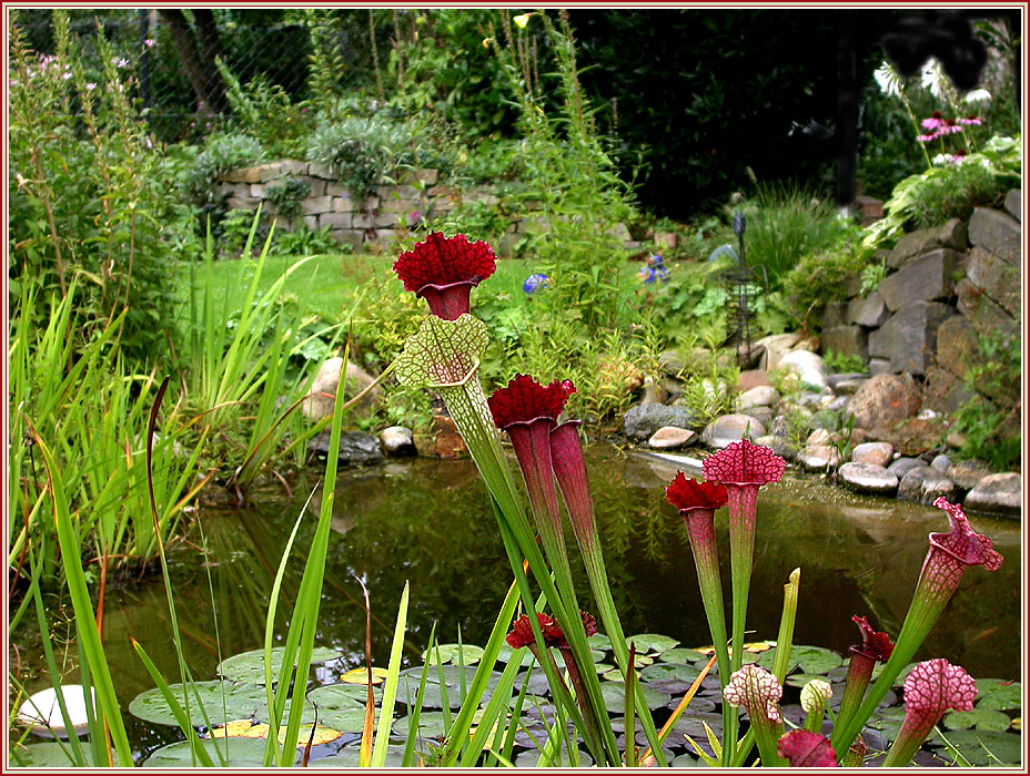 SARRACENIA