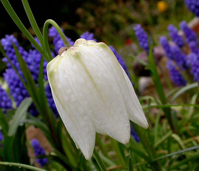 Fritillaria alba