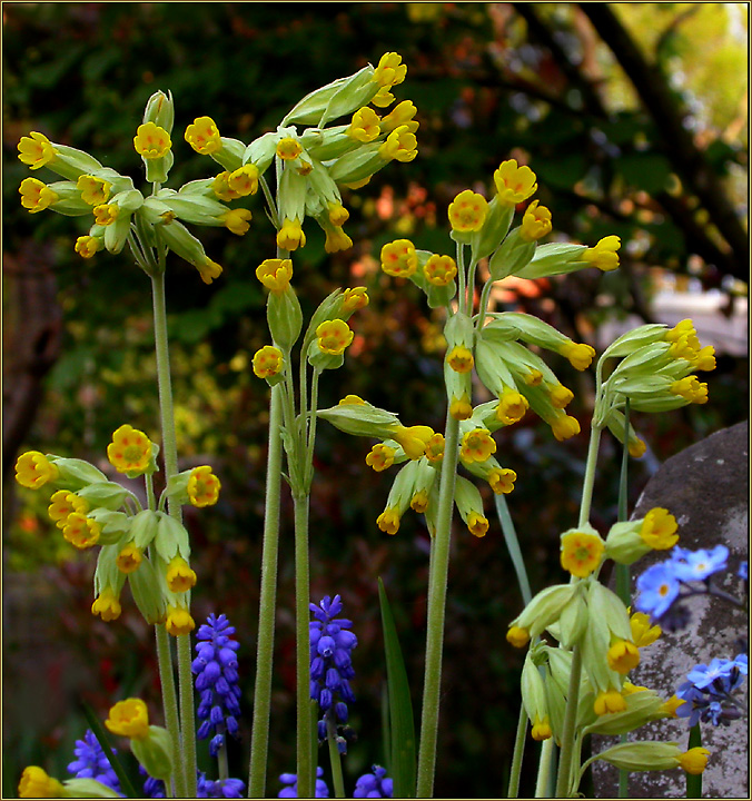 SCHL?SSELBLUMEN - GRUSS  ...  ZUM 1. MAI