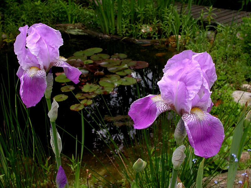 IRIS AM TEICH