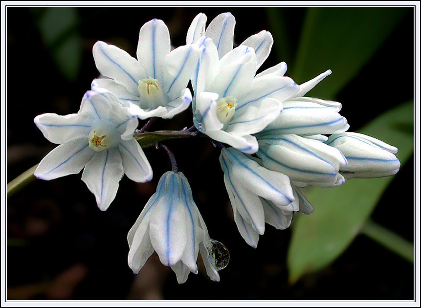 PERSISCHER BLAUSTERN