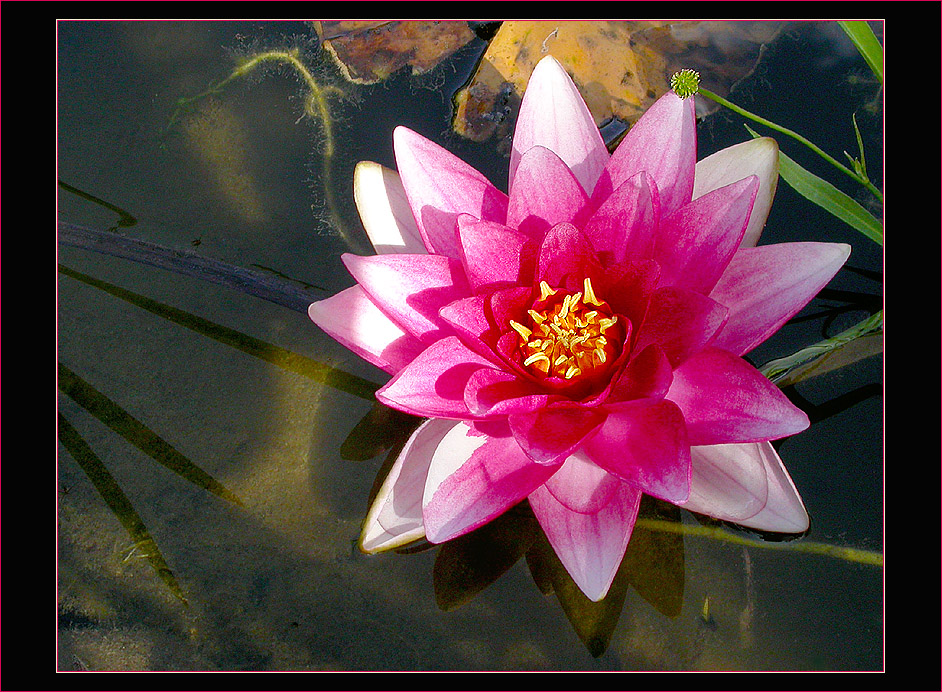 SOMMERLICHE IMPRESSIONEN AM TEICH