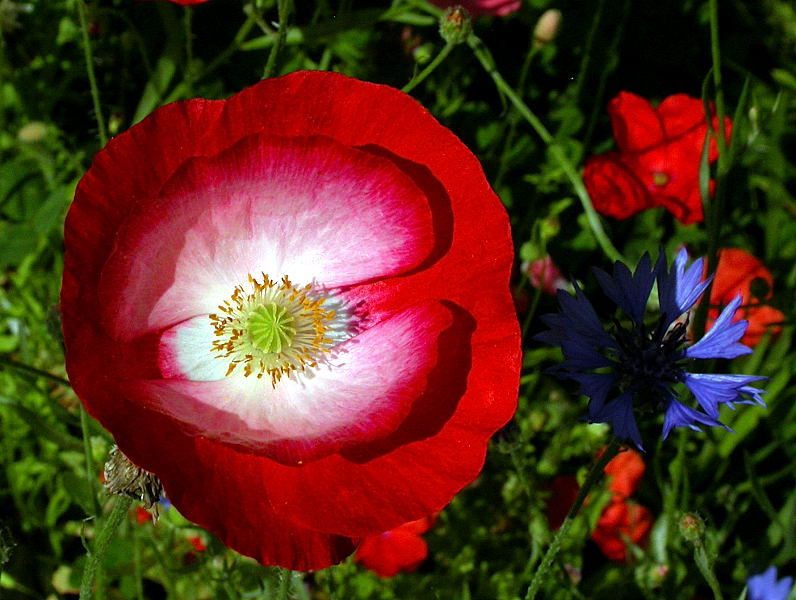 SEIDENMOHN