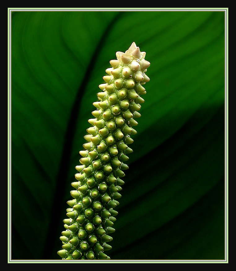 SPATHIPHYLLUM