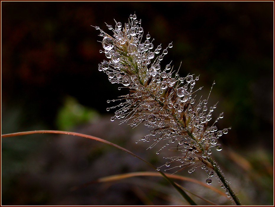 NIESELREGEN