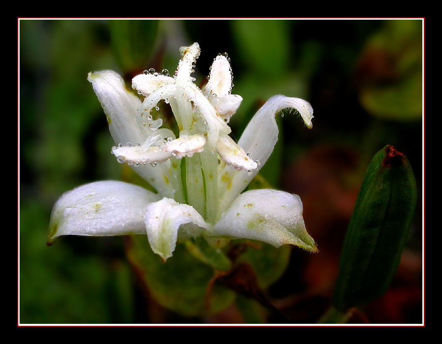 TRICYRTIS HIRTA "ALBA"